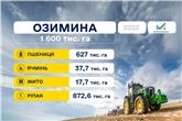 Озимина
