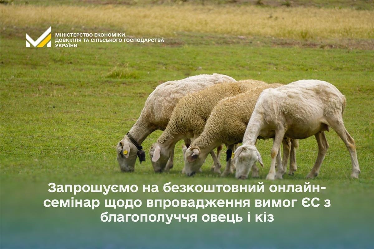 Запрошуємо на безкоштовний онлайн-семінар щодо впровадження вимог ЄС з благополуччя овець і кіз
