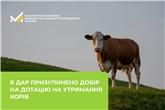 В ДАР призупинено добір на дотацію на утримання корів
