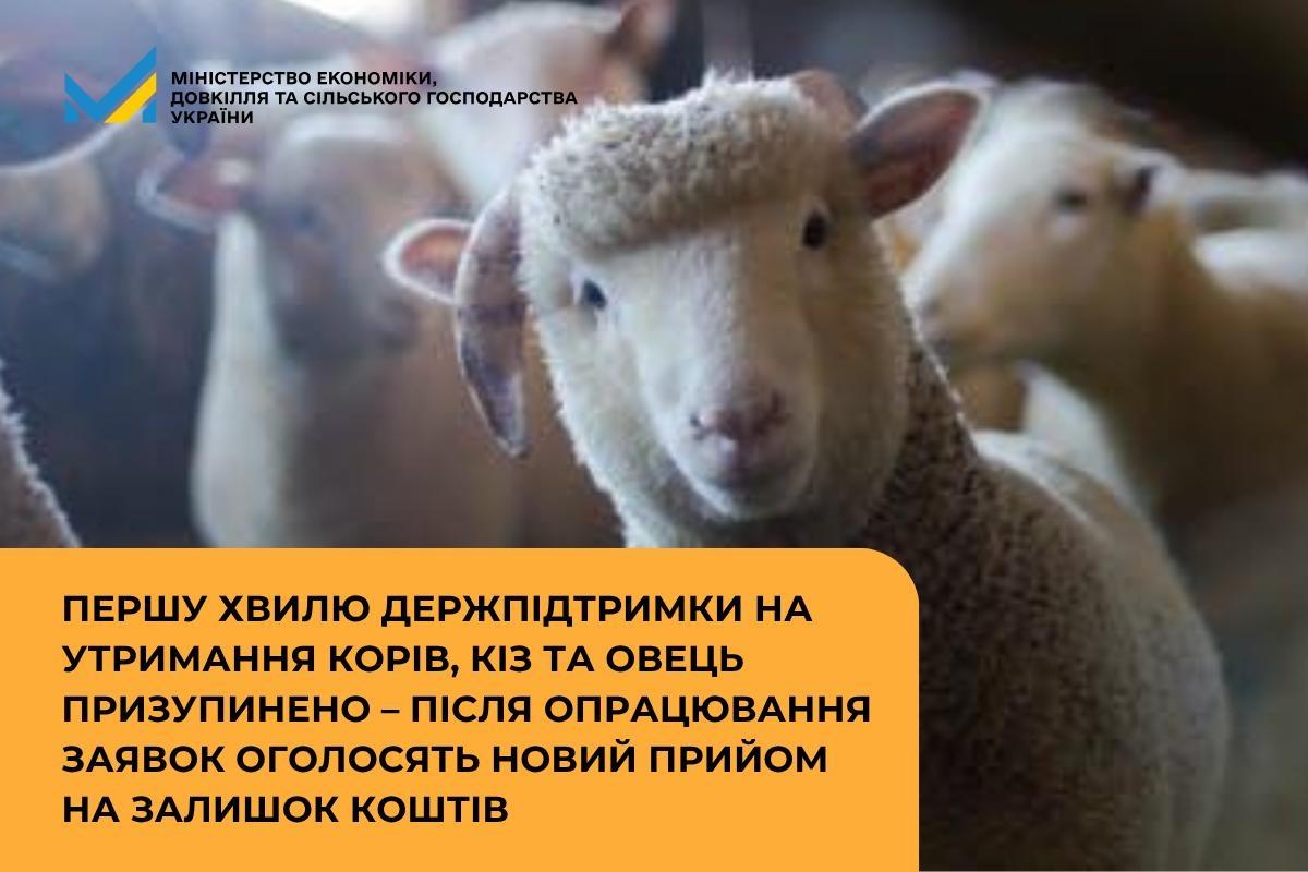 Першу хвилю держпідтримки на утримання корів, кіз та овець призупинено – після опрацювання заявок оголосять новий прийом на залишок коштів