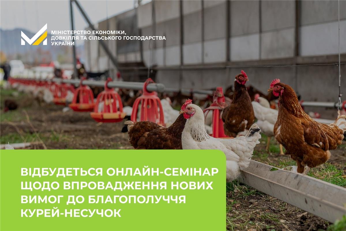 Відбудеться онлайн-семінар щодо впровадження нових вимог до благополуччя курей-несучок