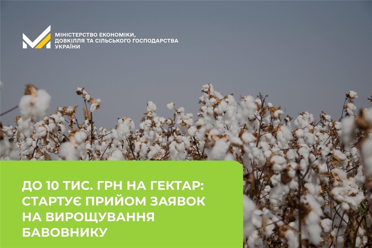 До 10 тисяч гривень на гектар: стартує прийом заявок на вирощування бавовнику 