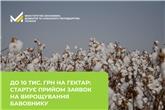 До 10 тисяч гривень на гектар: стартує прийом заявок на вирощування бавовнику 