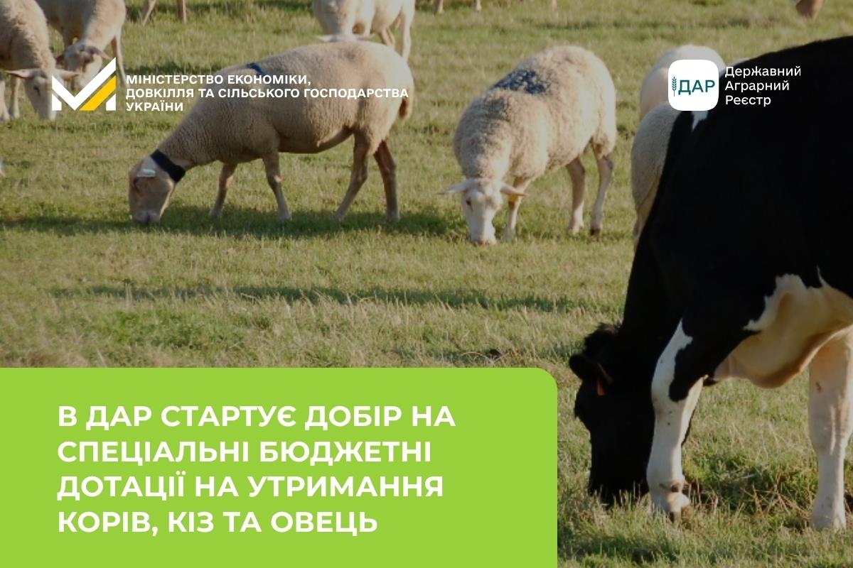 В ДАР стартує добір на спеціальні бюджетні дотації на утримання корів, кіз та овець  