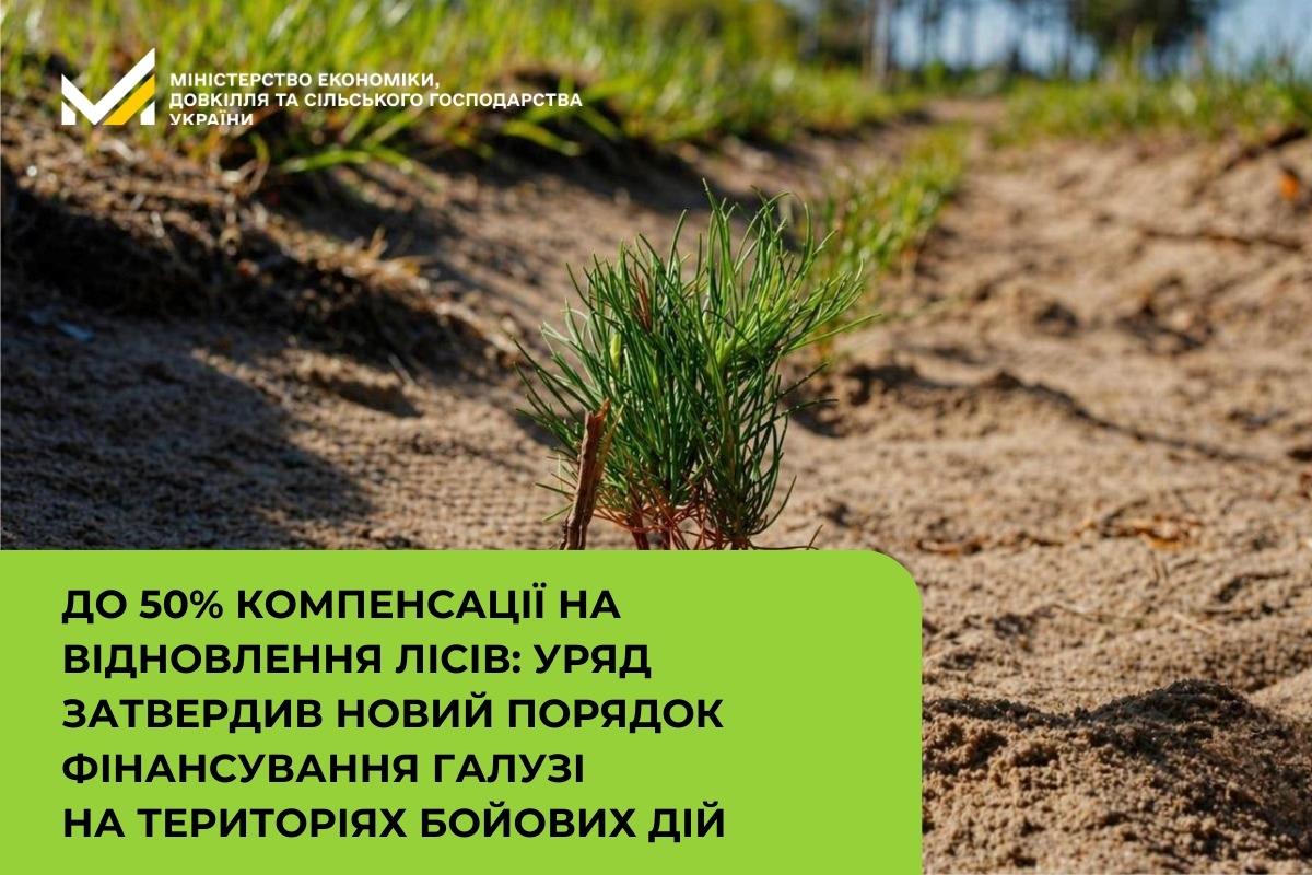 До 50% компенсації на відновлення лісів: Уряд затвердив новий порядок фінансування галузі