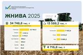 Жнива 2025: зібрано майже 35 млн тонн зернових та зернобобових та понад 13 млн тонн олійних культур