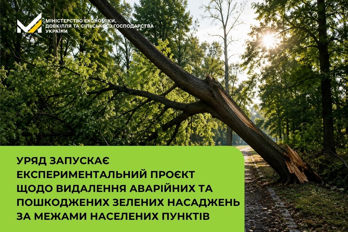 Уряд запускає експериментальний проєкт щодо видалення аварійних та пошкоджених зелених насаджень за межами населених пунктів