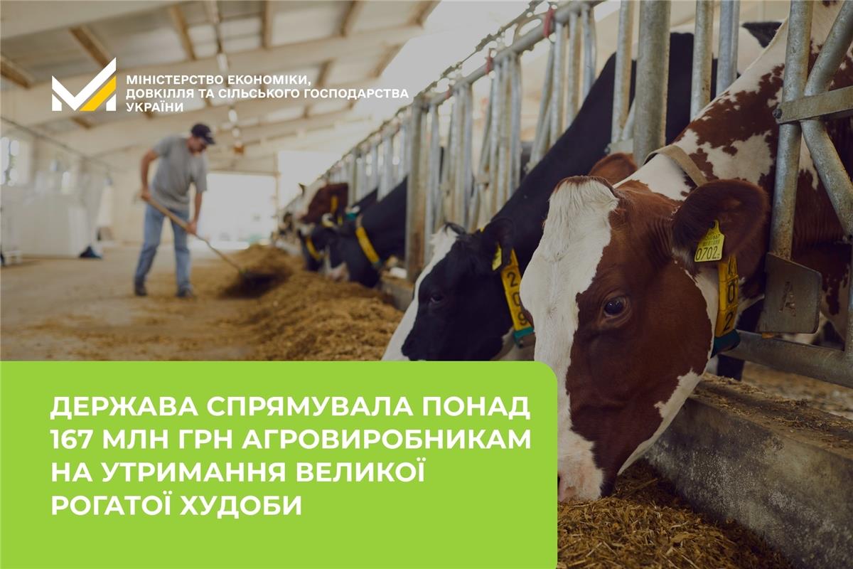 Держава спрямувала понад 167 млн грн агровиробникам на утримання великої рогатої худоби 