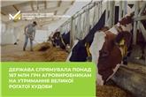 Держава спрямувала понад 167 млн грн агровиробникам на утримання великої рогатої худоби 